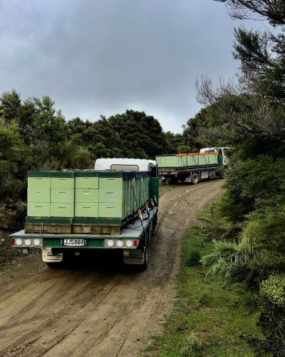 Manuka Honey New Zealand
