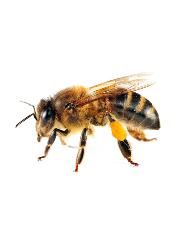 New Zealand Honey